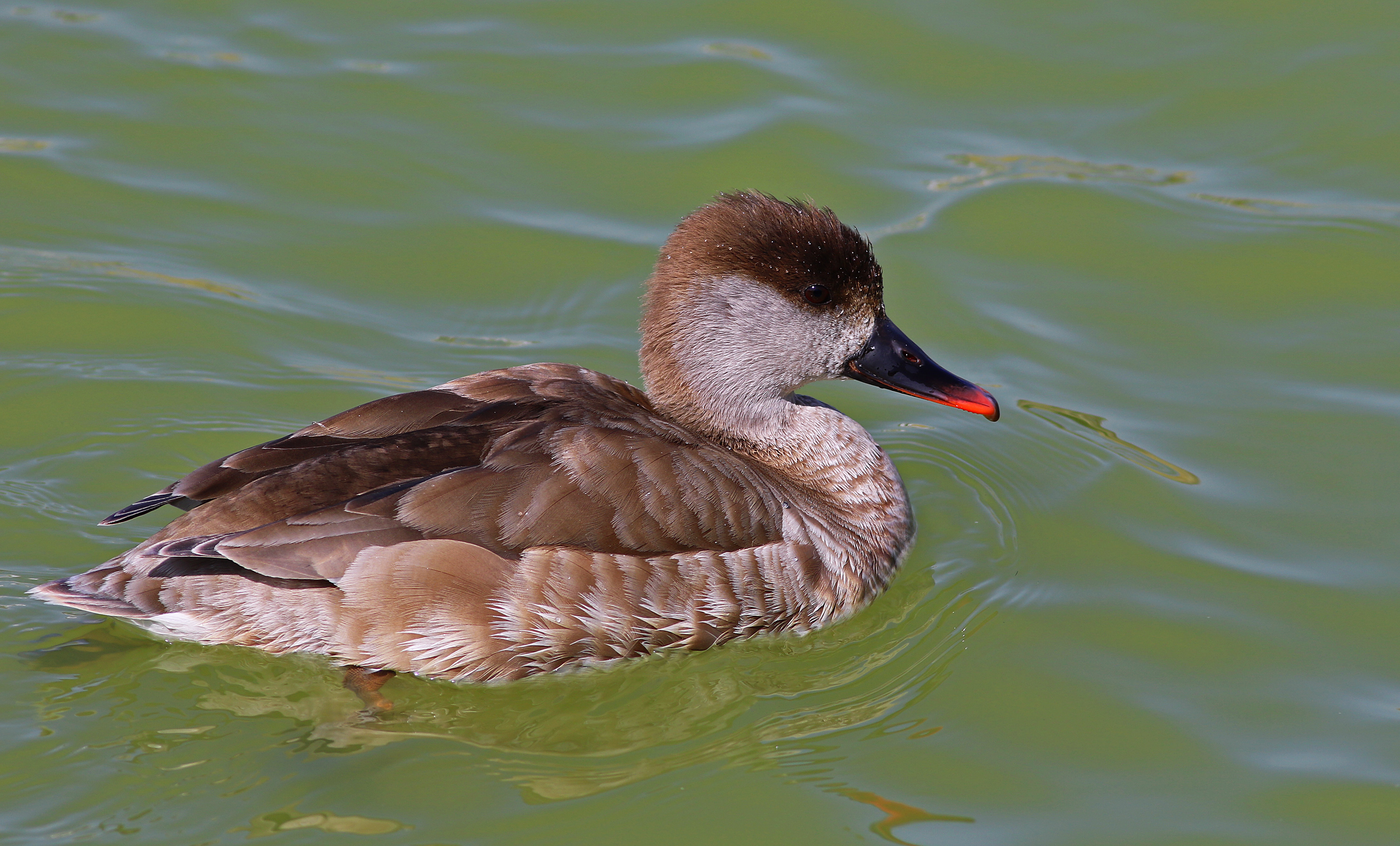 Red-crested Pochard